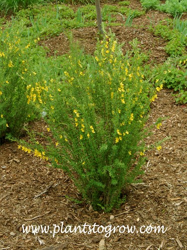 Pygmy Pea Shrub (Caragana pygmaea)